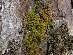 Syntrichia latifolia