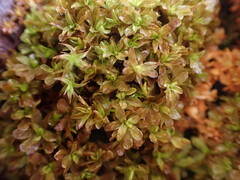 Syntrichia latifolia