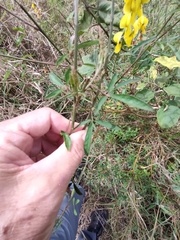 Crotalaria lanceolata