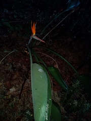Strelitzia reginae