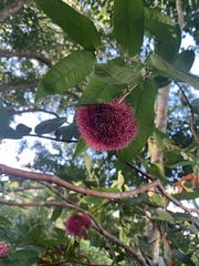 Syzygium wilsonii