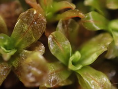 Syntrichia latifolia