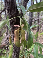 Nepenthes mirabilis