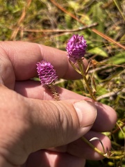 Polygala cruciata