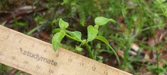 Opercularia hispida