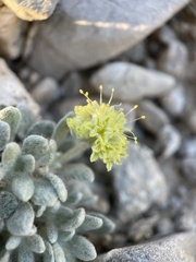 Eriogonum shockleyi
