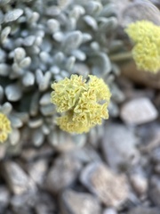 Eriogonum shockleyi