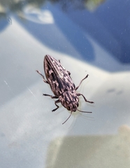 Chalcophora angulicollis