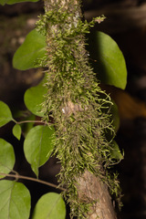 Entodon seductrix