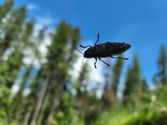 Chalcophora angulicollis