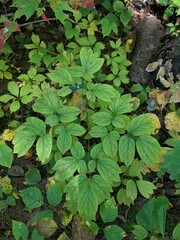 Caulophyllum thalictroides