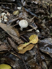 Leccinellum albellum