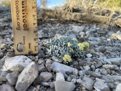 Eriogonum shockleyi