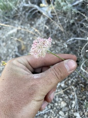 Eriogonum ovalifolium