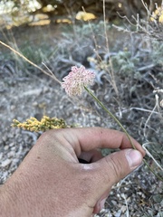 Eriogonum ovalifolium