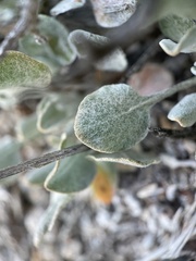 Eriogonum ovalifolium