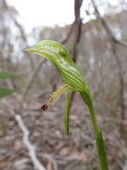 Pterostylis plumosa