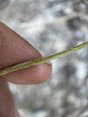 Eriogonum ovalifolium