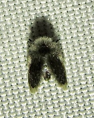 Setomima nitida