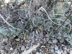 Eriogonum ovalifolium