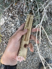 Eriogonum ovalifolium