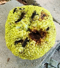 Maclura pomifera