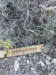 Eriogonum ovalifolium