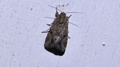 Spodoptera mauritia