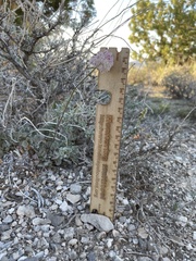 Eriogonum ovalifolium