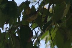Leiothlypis peregrina