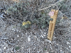 Eriogonum ovalifolium