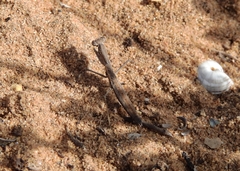 Geomantis larvoides