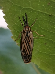 Spiris striata