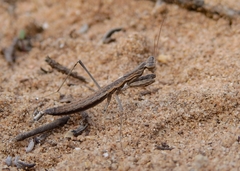 Geomantis larvoides