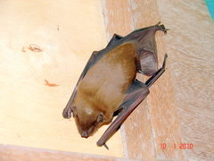 Scotophilus