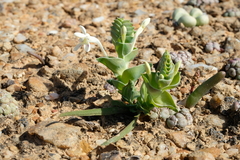 Lapeirousia pyramidalis pyramidalis