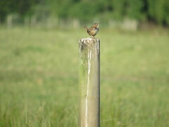 Cistothorus platensis