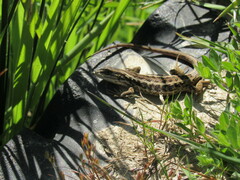Liolaemus chiliensis
