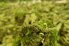 Arthrophaga myriapodina