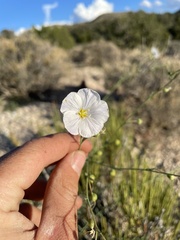 Linum lewisii