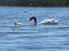 Cygnus melancoryphus