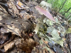 Stropharia rugosoannulata