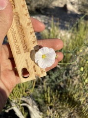 Linum lewisii