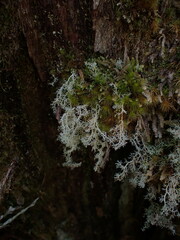 Sphaerophorus tuckermanii