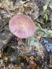 Stropharia rugosoannulata