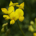 Bird's-foot Trefoil - Photo (c) Paul Reeves, some rights reserved (CC BY-NC-SA), uploaded by Paul Reeves