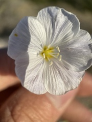 Linum lewisii