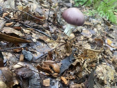 Stropharia rugosoannulata
