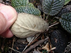 Brachyglottis bellidioides