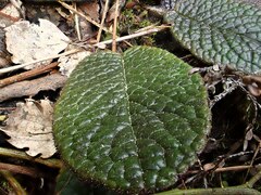 Brachyglottis bellidioides